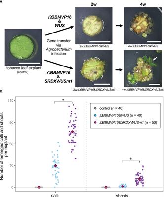 Autonomous differentiation of transgenic cells requiring no external hormone application: the endogenous gene expression and phytohormone behaviors